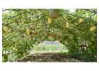 Garden Trellis