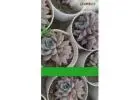 Get Premium Nainital Succulents Delivered Fresh from Nainileaf