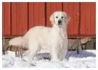 Golden Retriever Indiana: Adorable, Intelligent, and Ready for your Family.