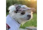 Cozy Fleece Dog Hoodie | Louie De Coton – Warm & Stylish