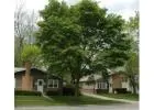 Accolade® Elm Tree for Sale | Disease-Resistant Elm Tree | Free Delivery & Planting - iTrees