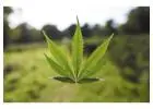 Cannabis Strains – Explore Flavor, Effects & Unique Profiles