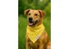 Dog Neck Bandana and Tie Bandana for Dog Stylish Look for Every Occasion