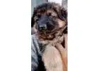 Premier King Shepherd Pups For Sale at Blue Sea Shepherds