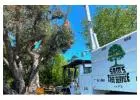 Tree Trimming Service​ Rohnert Park