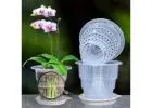 Clear Orchid Pots: See-Through Pots for Vibrant Root Health