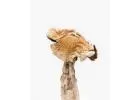 Buy Amazonian Magic Mushrooms in Canada