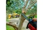 Tree Pruning Cost in Melbourne Professional Pricing You Can Trust