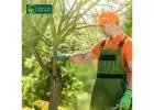 Professional Tree Care Melbourne by Qualified Arborists