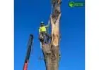 Tree Removal Company in Melbourne Delivering Safe and Professional Arborist Services