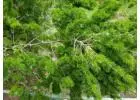 Tree Farm Glenview | Trees for Sale | Buy Direct from Farm with Delivery