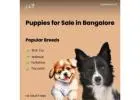 Premium Puppies for Sale in Bangalore – Find Your Healthy Companion at Aubree.co.in