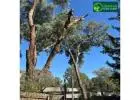 Certified Arborist in Melbourne – Professional Tree Care Services