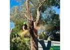 Reliable Tree Removal Services in Melbourne for Safe and Efficient Tree Care