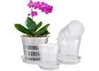Orchid Pot for Sale: Perfect Pots for Healthy Orchid Growth