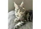 Maine Coon Kittens Near Illinois:  Find Your Perfect Feline Friend