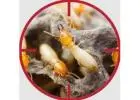 Pest Control Sutherland