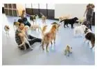 Animal Day Care Lents