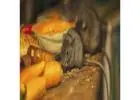 Effective Rat Removal Solutions for Long-Term Protection