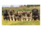 German Shepherd Breeders in Texas for Quality Puppies
