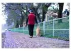 Dog Walkers in