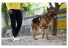 Dog Walkers in