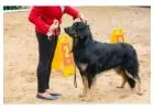 Dog Training Service in
