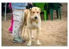 Dog Walkers in