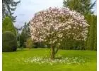 Jane Magnolia Tree | Delivery, Planting & 1-Year Warranty