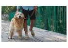 Dog Walkers in