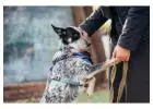Dog Training Service in
