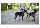 Dog Walkers in