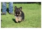 Elite Champion Bloodlines Import German Shepherd Puppies for Sale
