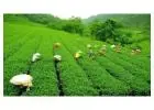 Book Sikkim Darjeeling Gangtok Tour Package Online