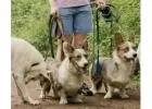 Dog Walkers in
