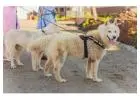 Dog Walkers in