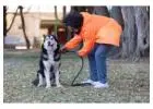 Dog Training Service in