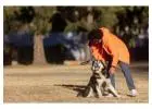 Dog Training Service in
