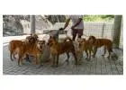 Dog Walkers in