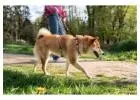 Dog Walkers in