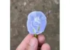 Best Summer Flower Seeds India for Home Gardens | SeedsNPots