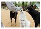 Dog Training Service in