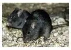 Effective Rodent Management for Homes & Businesses in Melbourne