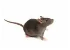 Melbourne's Trusted Rat Removal Specialists