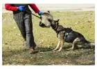 Dog Training Service