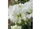 Summer Flowering Bulbs for Vibrant Gardens | SeedsNPots