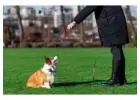 Dog Training Service in