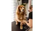 See photos Dog Salon - Dog Grooming Pagewood