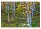 Buy Birch Tree | River Birch Trees Online with Delivery, Planting