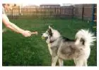 Dog Training Service in